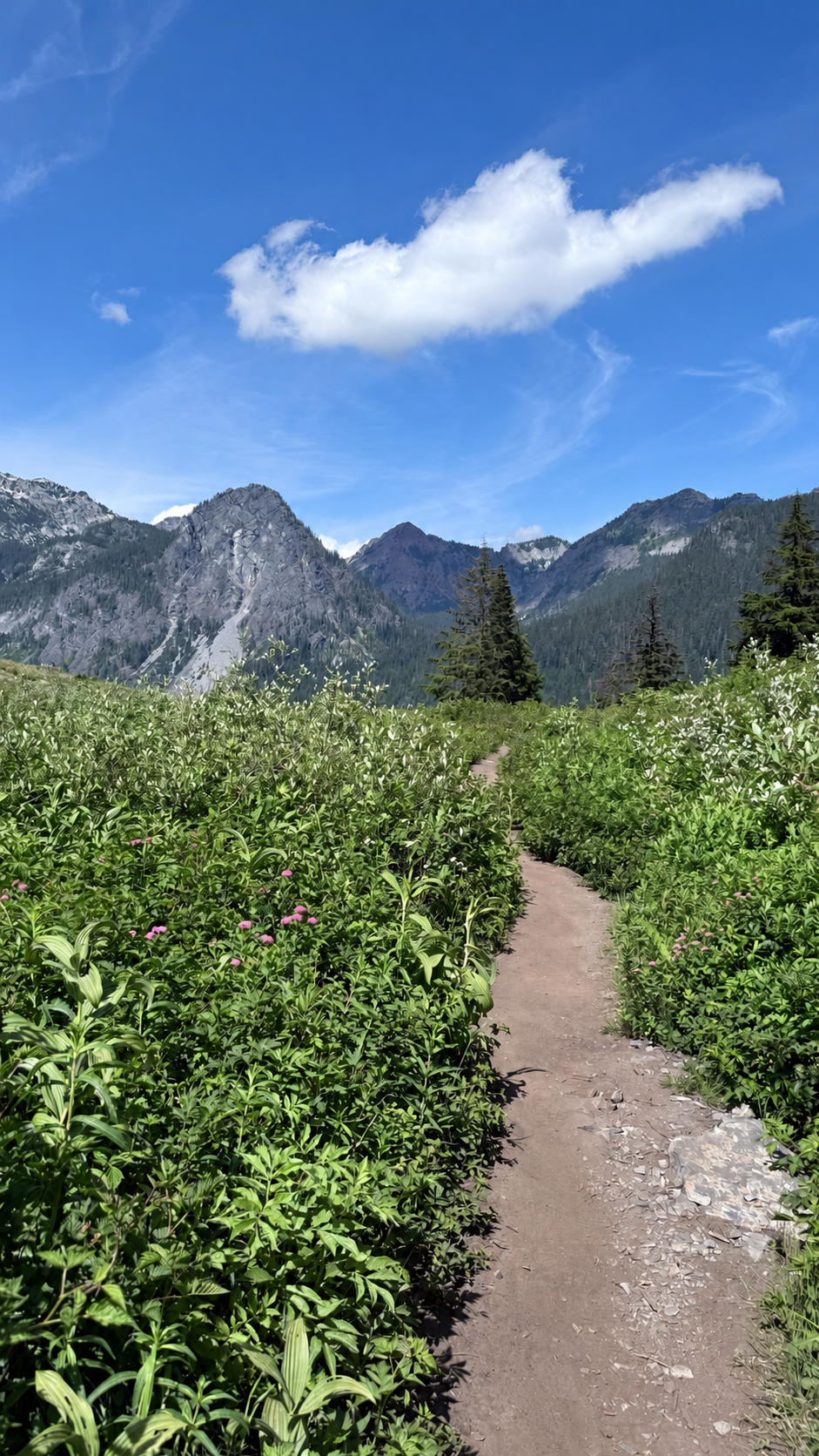 Mountain trail through a wildflower meadow beneath a blue sky